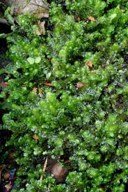 Attēlu rezultāti vaicājumam “Scapania lingulata”