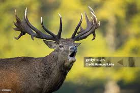 Attēlu rezultāti vaicājumam “Cervus elaphus”