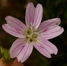 Attēlu rezultāti vaicājumam “Claytonia sibirica flower”