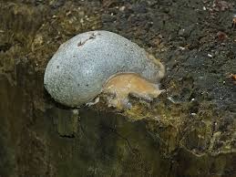 Attēlu rezultāti vaicājumam “Anisotoma humeralis”