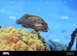 Image result for Cephalopholis cruentata