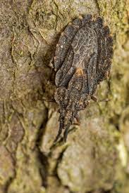 Attēlu rezultāti vaicājumam “Aradus betulae”