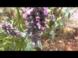 Attēlu rezultāti vaicājumam “Dasytes sp.”