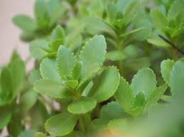 Attēlu rezultāti vaicājumam “Sedum aizoon leaf”