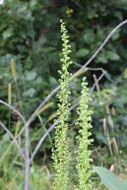 Attēlu rezultāti vaicājumam “Artemisia campestris bud”