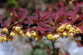 Attēlu rezultāti vaicājumam “Berberis thunbergii flower”