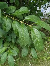 Attēlu rezultāti vaicājumam “Rhamnus cathartica leaf”
