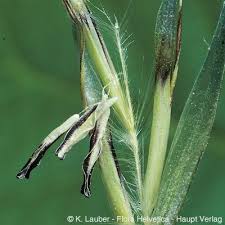 Attēlu rezultāti vaicājumam “Helictotrichon pubescens”