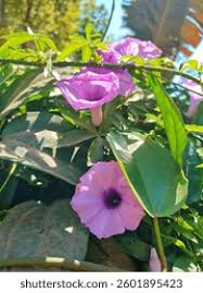 Image result for Ipomoea Lavender