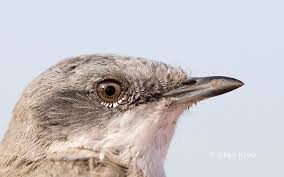 Attēlu rezultāti vaicājumam “Sylvia curruca”