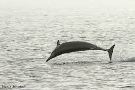 Image result for Mesoplodon bidens