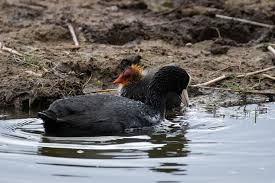 Attēlu rezultāti vaicājumam “Fulica atra adult”