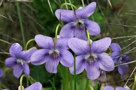 Attēlu rezultāti vaicājumam “Viola riviniana flower”