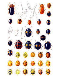 Attēlu rezultāti vaicājumam “Harminius undulatus”