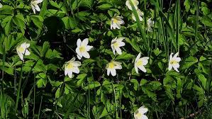 Image result for Buschwindröschen