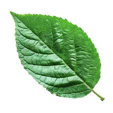 Attēlu rezultāti vaicājumam “leaf”