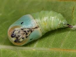Attēlu rezultāti vaicājumam “Gynaephora selenitica larva”