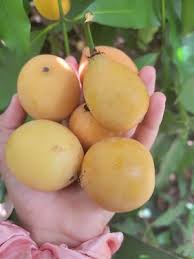 Attēlu rezultāti vaicājumam “Betula humilis fruit”