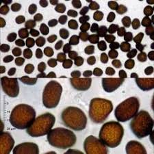 Attēlu rezultāti vaicājumam “Anthracoidea”