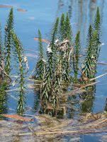 Attēlu rezultāti vaicājumam “Hippuris vulgaris leaf”