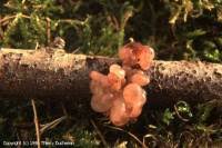 Attēlu rezultāti vaicājumam “Ascotremella faginea”