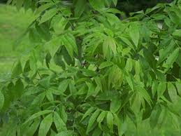 Attēlu rezultāti vaicājumam “Juglans x sinensis leaf”