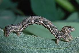 Attēlu rezultāti vaicājumam “Pelurga comitata”