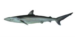 Image result for Carcharhinus brevipinna