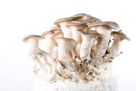 Attēlu rezultāti vaicājumam “Pleurotus ostreatus”