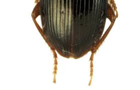 Attēlu rezultāti vaicājumam “Harpalus sp.”