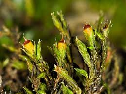 Attēlu rezultāti vaicājumam “Schistidium apocarpum”