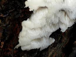 Attēlu rezultāti vaicājumam “Trametes suaveolens”