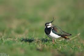 Attēlu rezultāti vaicājumam “Vanellus vanellus adult”