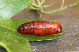 Attēlu rezultāti vaicājumam “Callimorpha dominula larva”