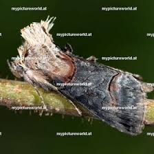 Attēlu rezultāti vaicājumam “Hadula trifolii”