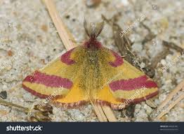 Attēlu rezultāti vaicājumam “Lythria cruentaria”