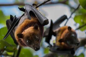 Attēlu rezultāti vaicājumam “Chiroptera”