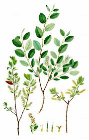 Attēlu rezultāti vaicājumam “Salix myrtilloides”