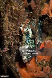 Image result for Sparisoma aurofrenatum