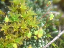 Attēlu rezultāti vaicājumam “Syntrichia virescens”