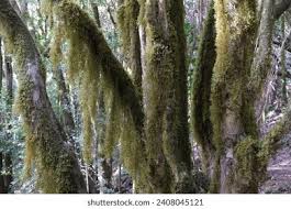 Attēlu rezultāti vaicājumam “Usnea filipendula”