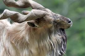 Attēlu rezultāti vaicājumam “Capra”