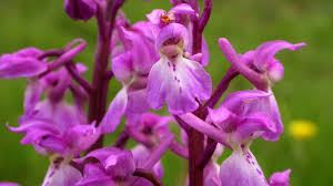 Attēlu rezultāti vaicājumam “Orchis mascula flower”