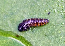 Attēlu rezultāti vaicājumam “Galerucella nymphaeae”