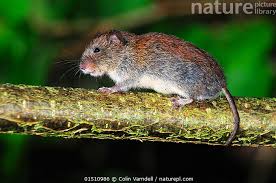 Attēlu rezultāti vaicājumam “Myodes glareolus”