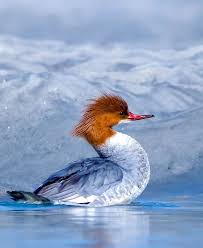 Attēlu rezultāti vaicājumam “Mergus merganser female”
