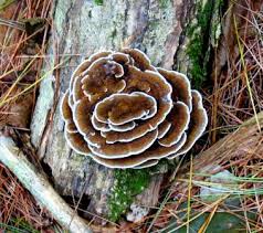 Attēlu rezultāti vaicājumam “Pholiota squarrosoides”