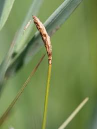 Attēlu rezultāti vaicājumam “Carex dioica male flower”