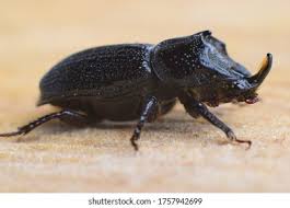 Attēlu rezultāti vaicājumam “Sinodendron cylindricum male”