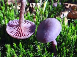 Attēlu rezultāti vaicājumam “Laccaria amethystina”